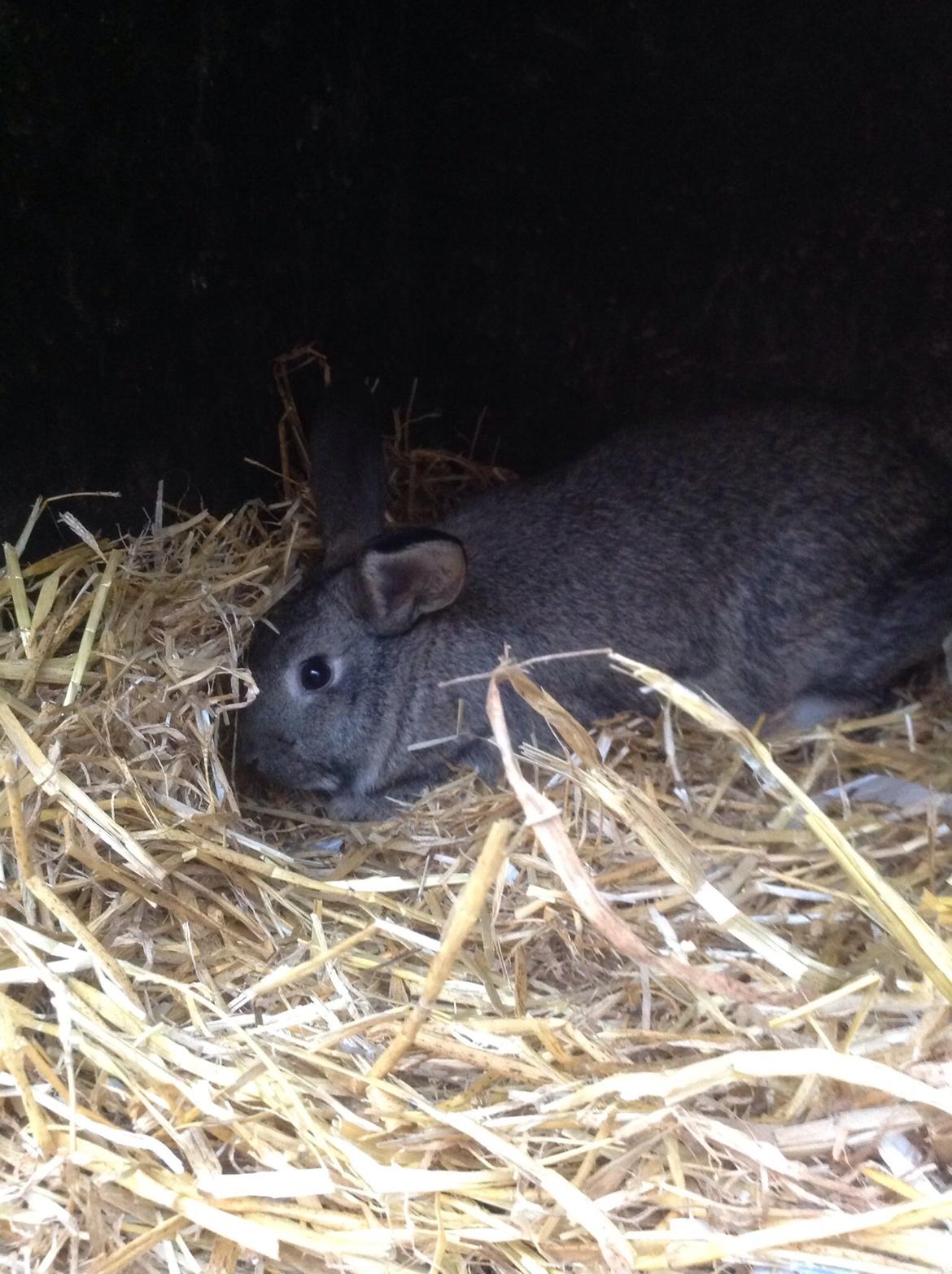 Kanin Tuttifrutti billede 9