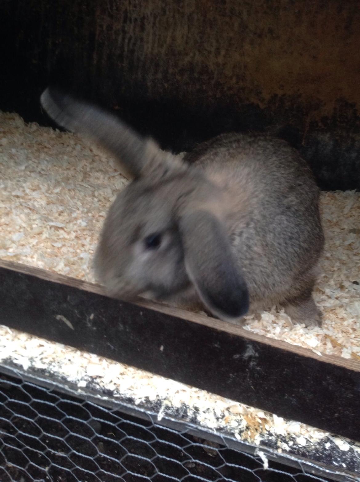 Kanin Tuttifrutti billede 10