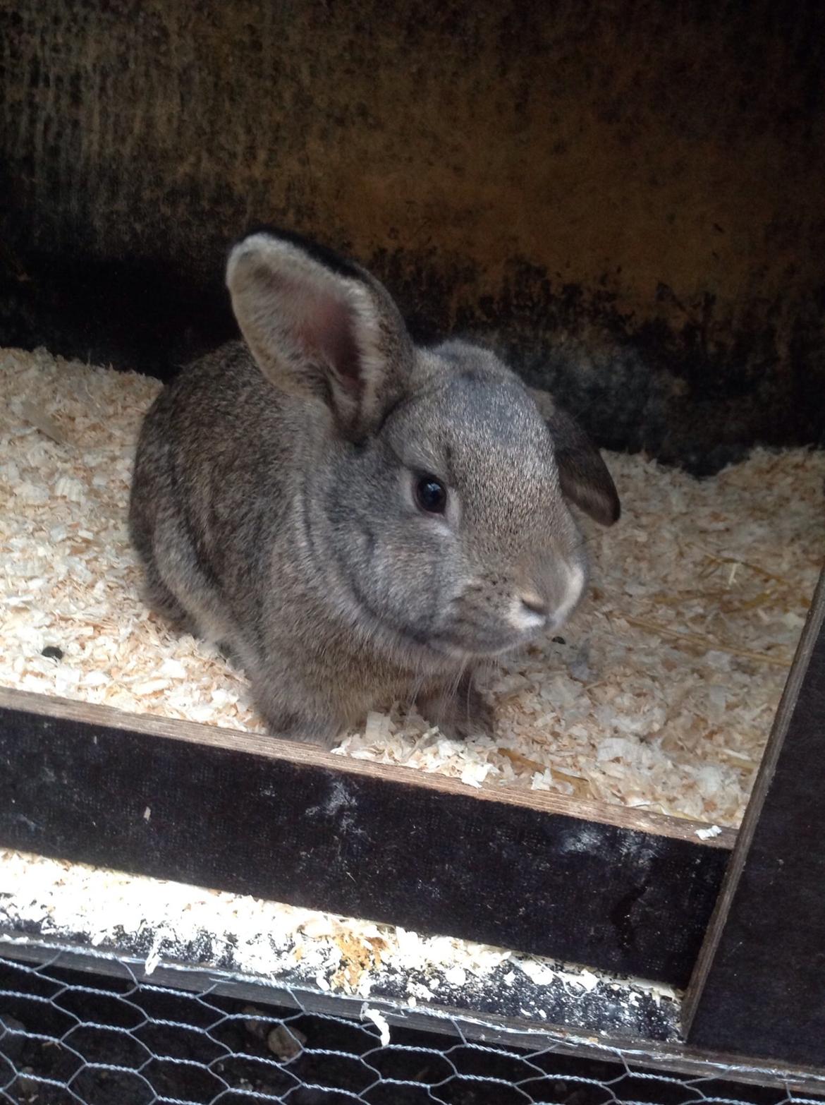 Kanin Tuttifrutti billede 11