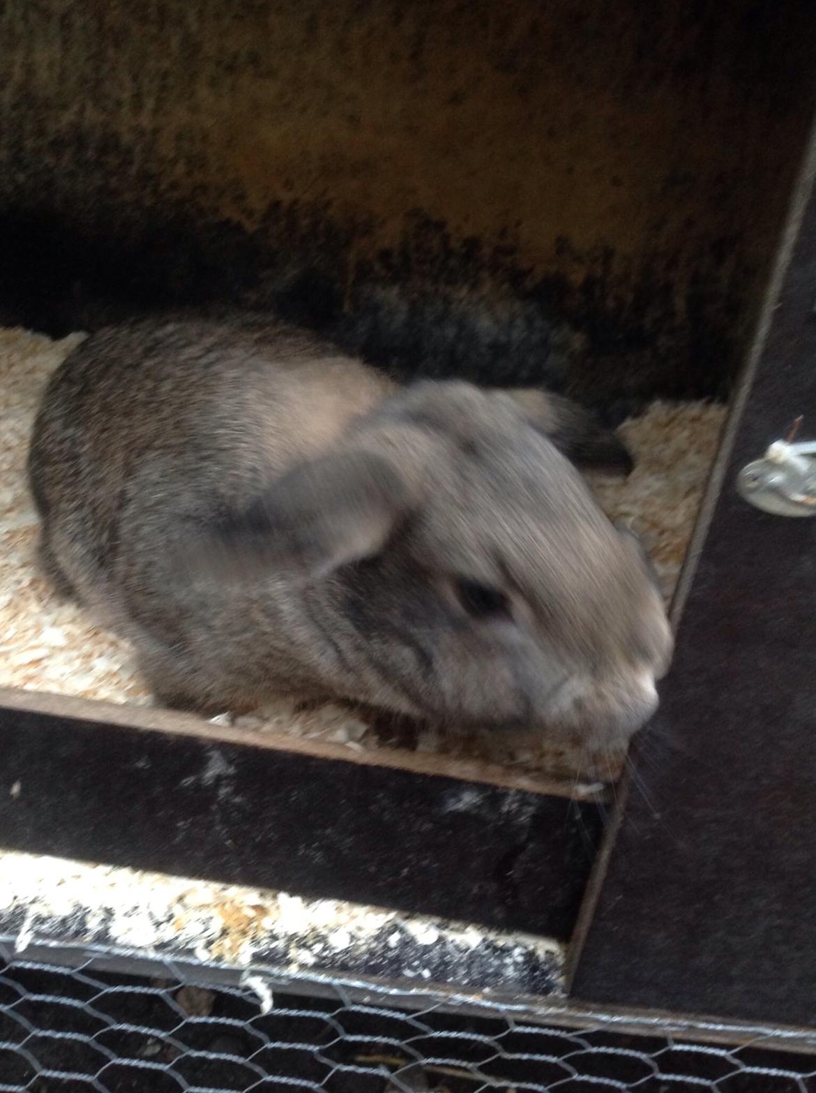 Kanin Tuttifrutti billede 12