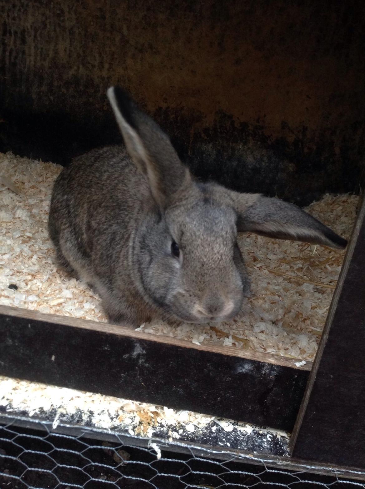 Kanin Tuttifrutti billede 13