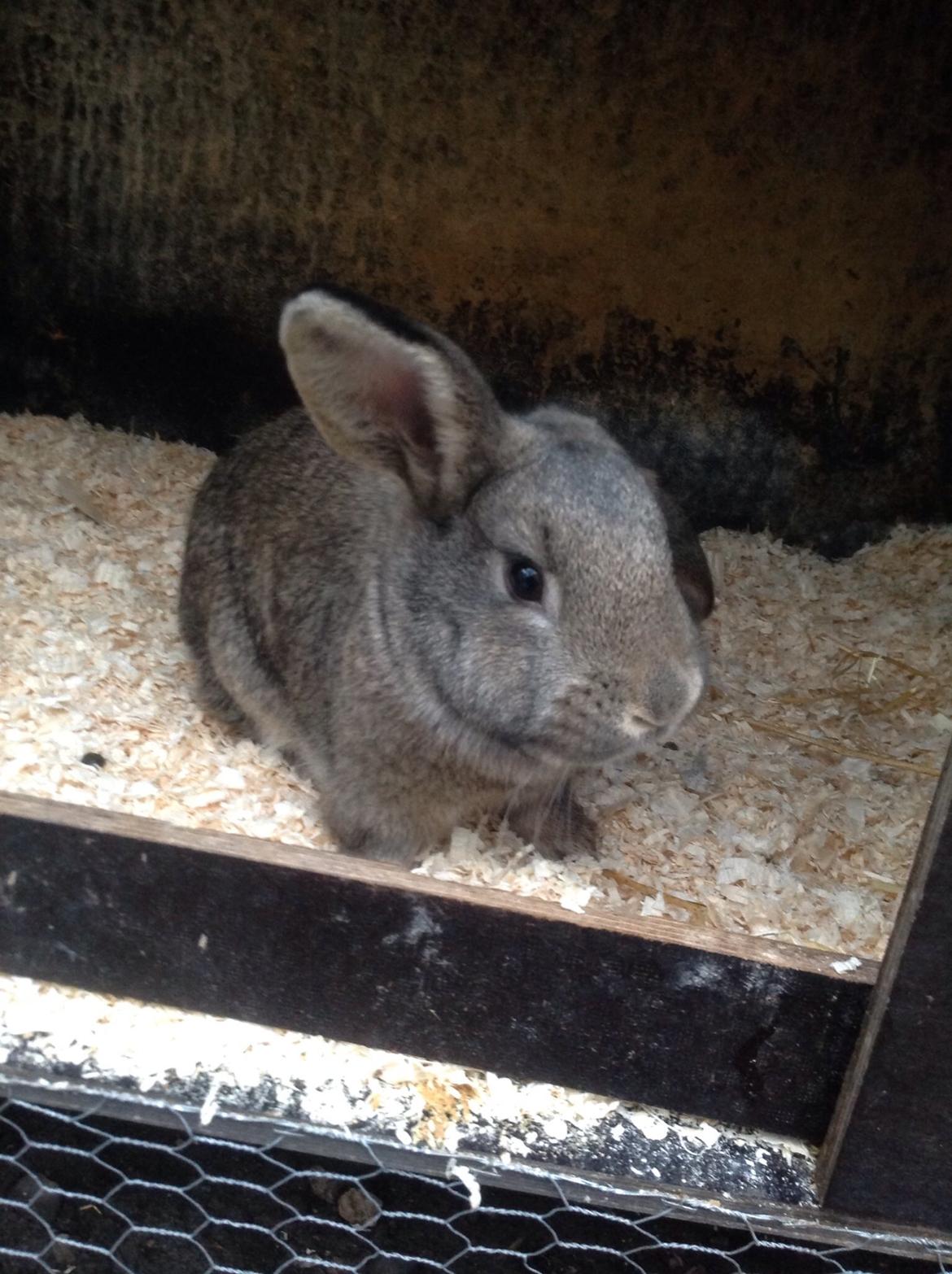 Kanin Tuttifrutti billede 14