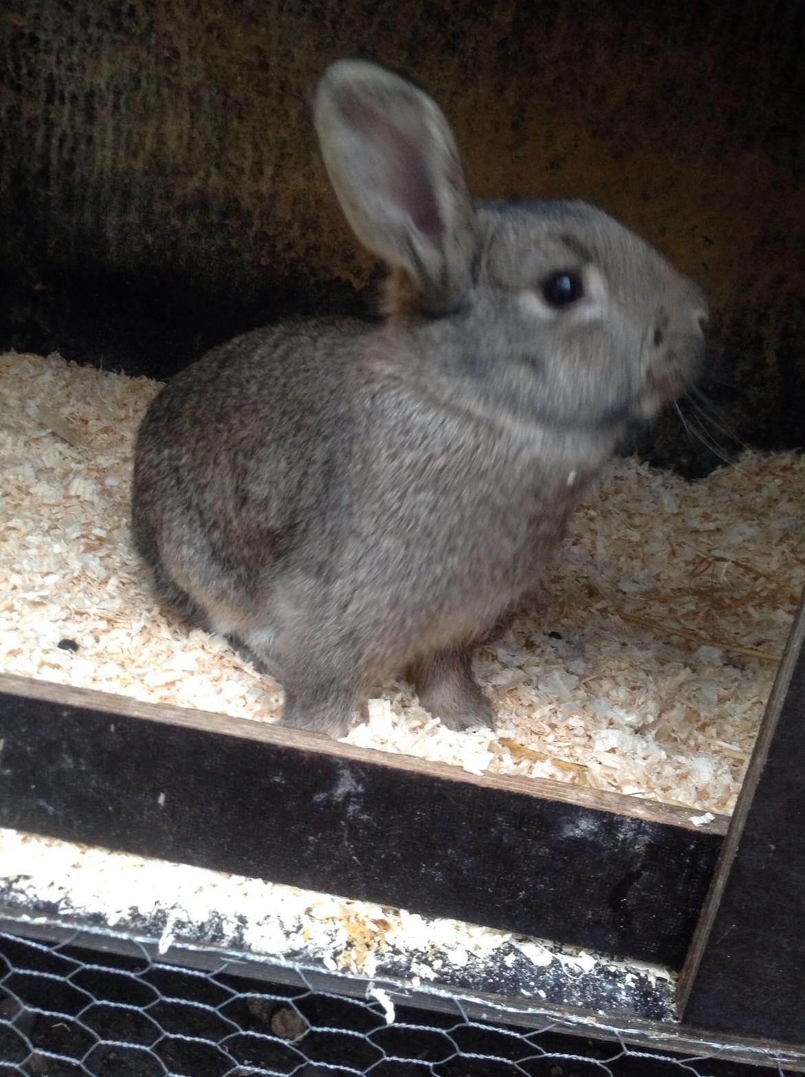 Kanin Tuttifrutti billede 16