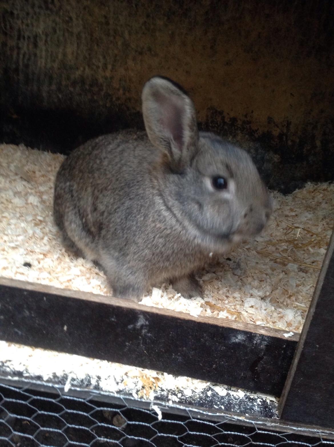 Kanin Tuttifrutti billede 15