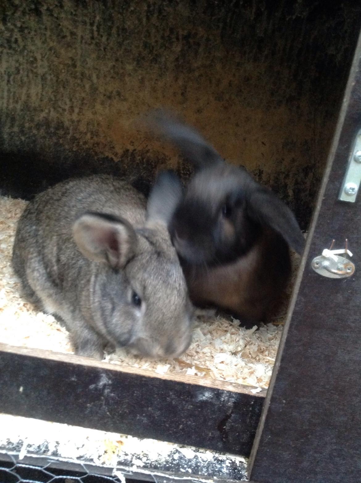 Kanin Tuttifrutti billede 17