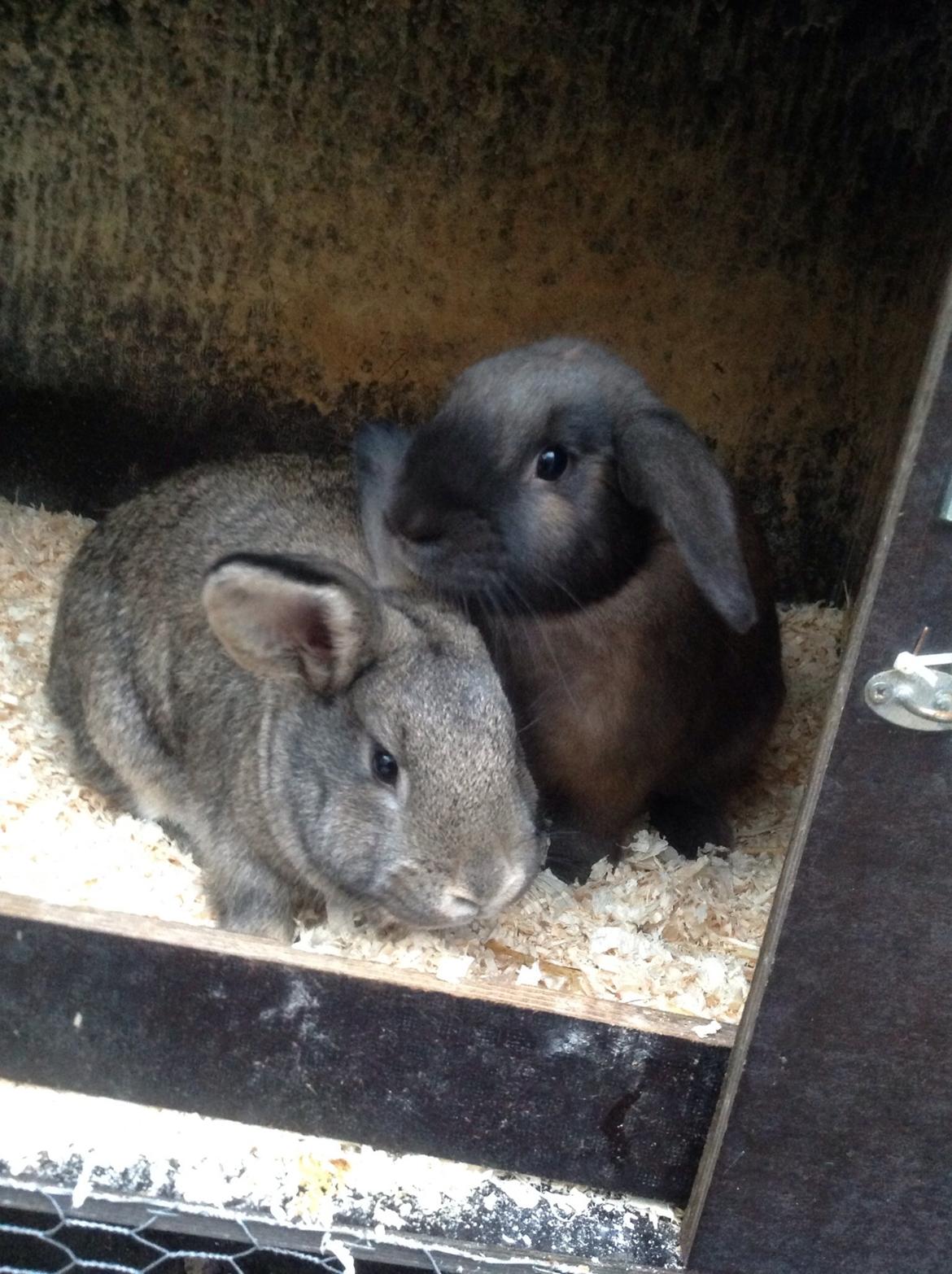 Kanin Tuttifrutti billede 18