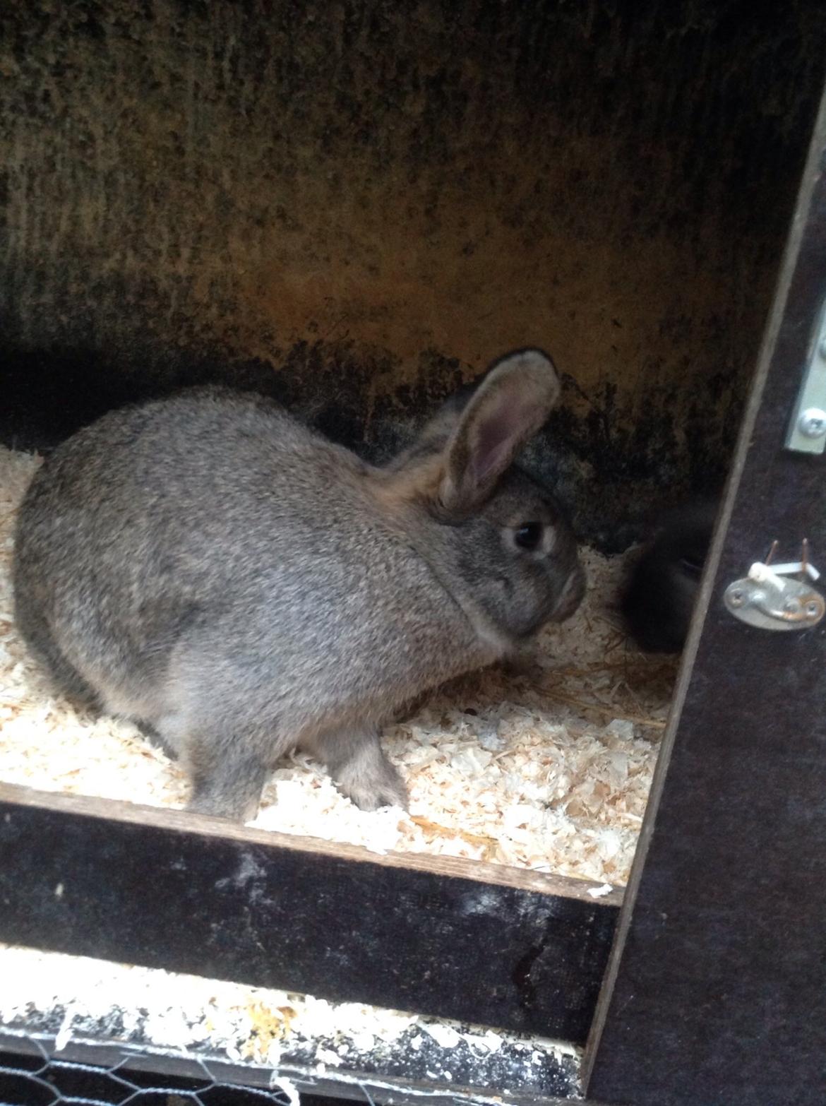 Kanin Tuttifrutti billede 19