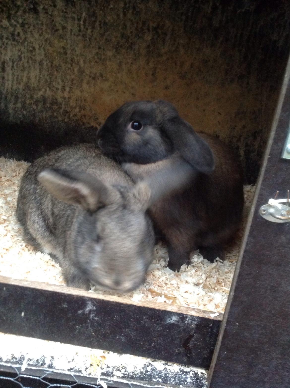 Kanin Tuttifrutti billede 20