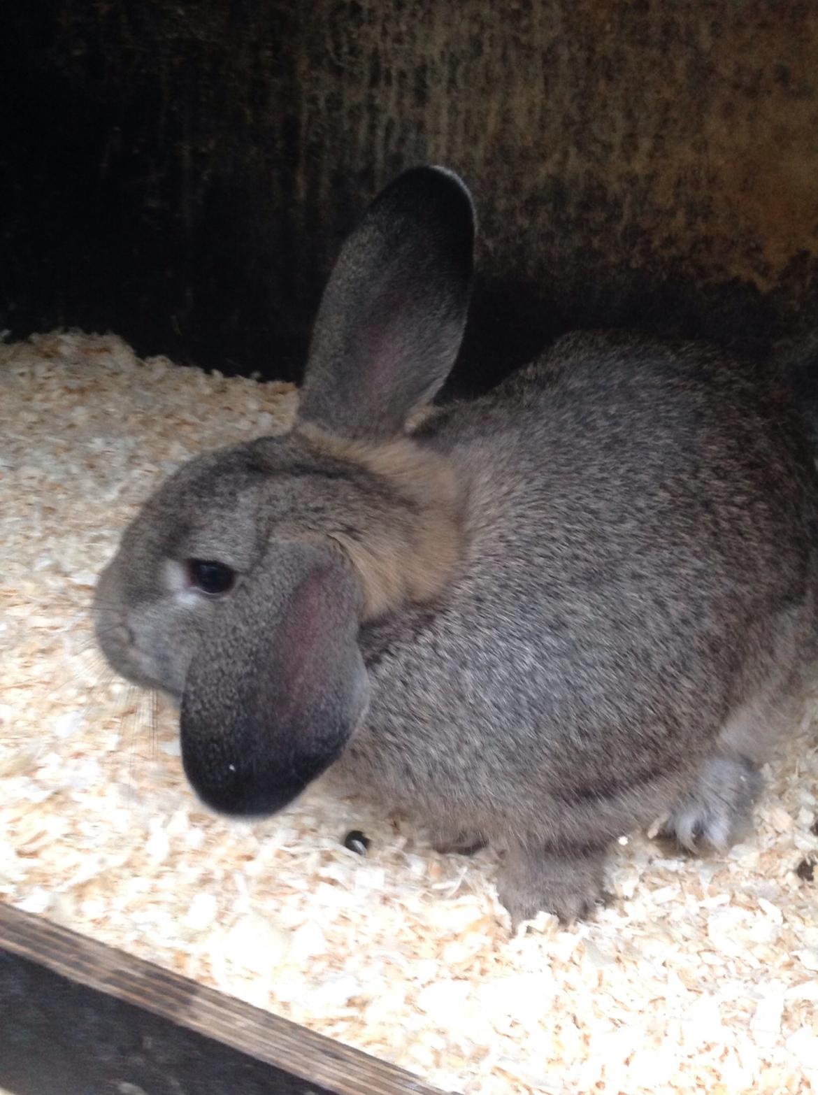 Kanin Tuttifrutti billede 21