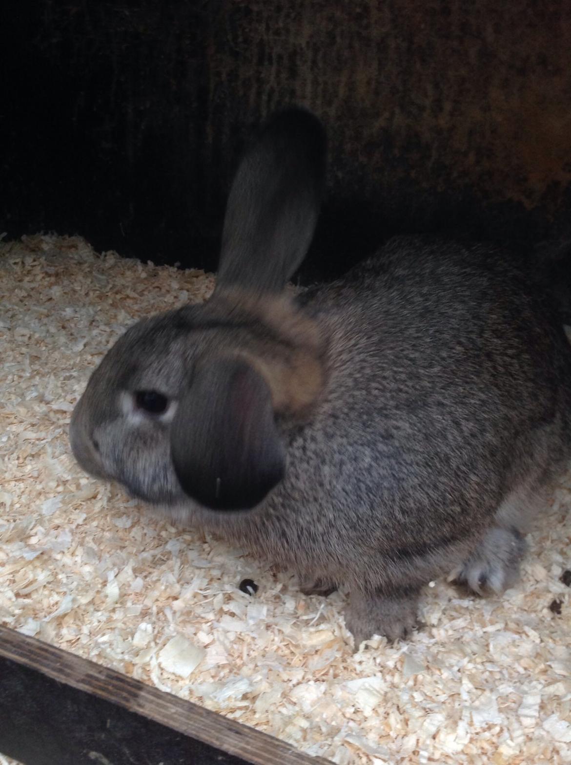 Kanin Tuttifrutti billede 22