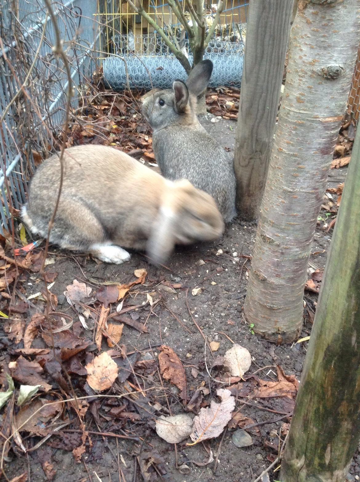 Kanin Tuttifrutti billede 23