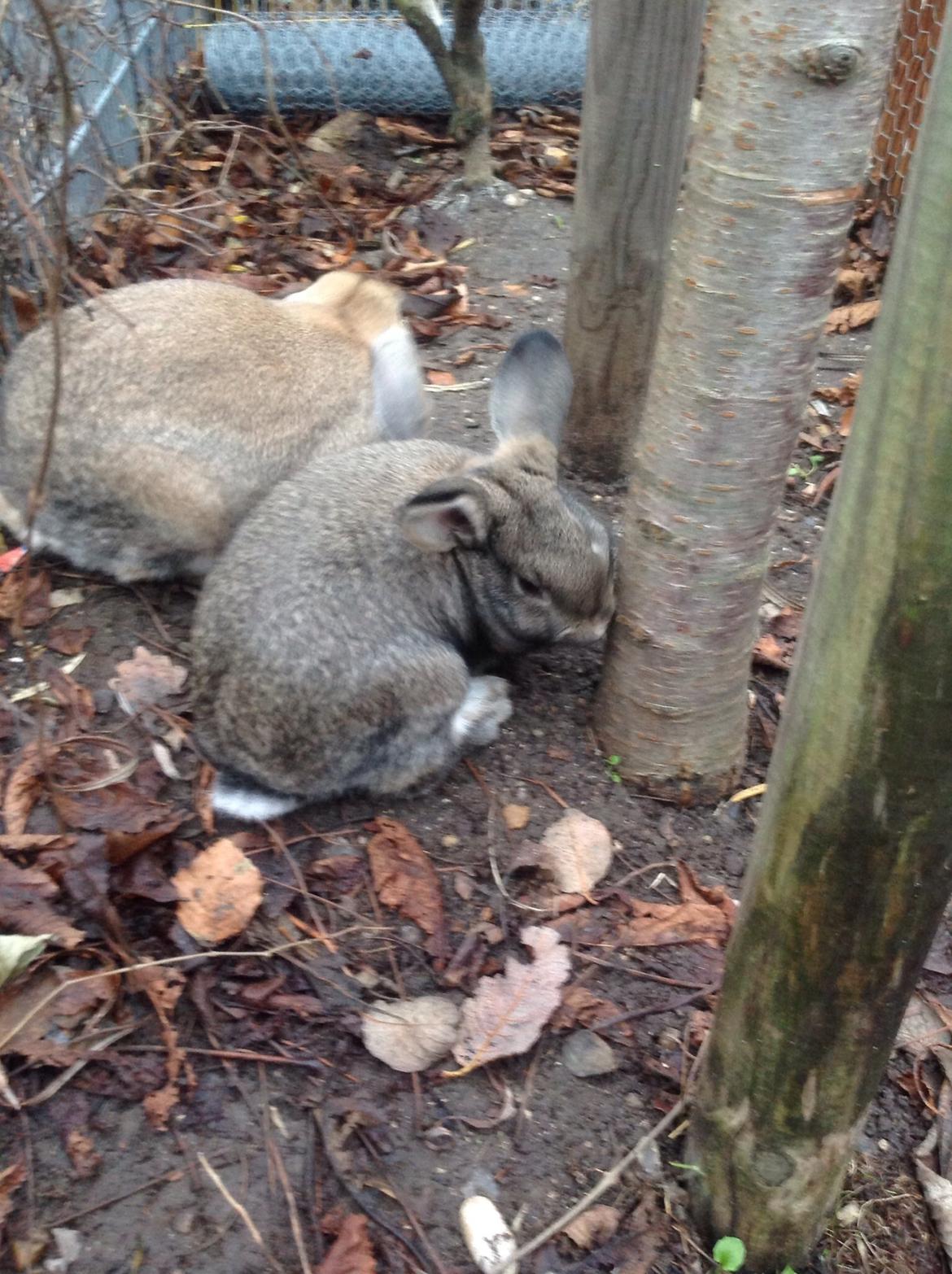 Kanin Tuttifrutti billede 24