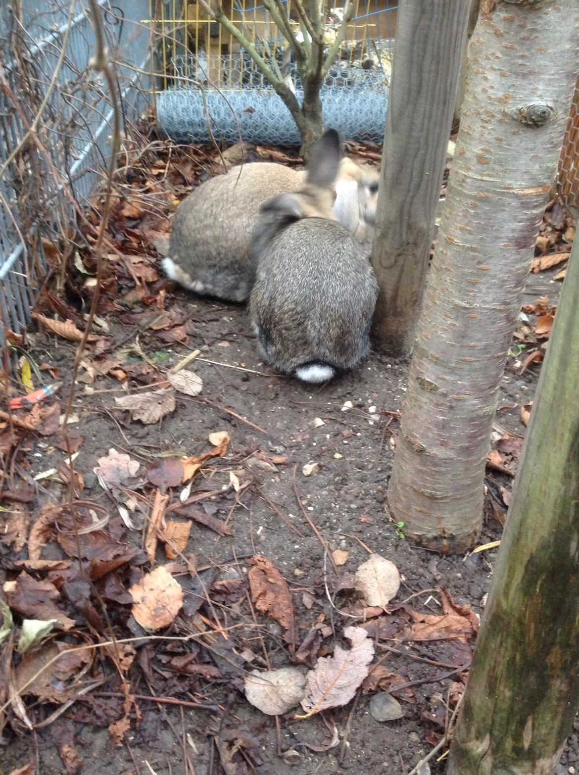 Kanin Tuttifrutti billede 25