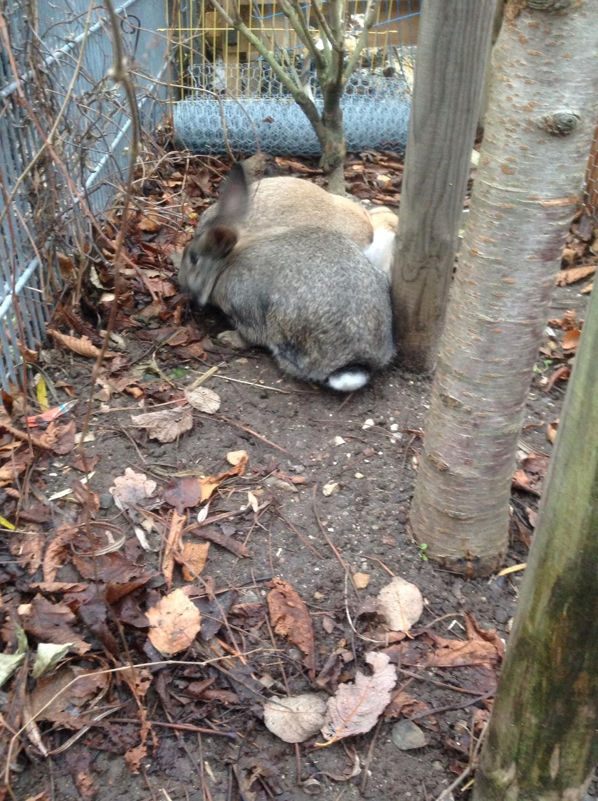 Kanin Tuttifrutti billede 26