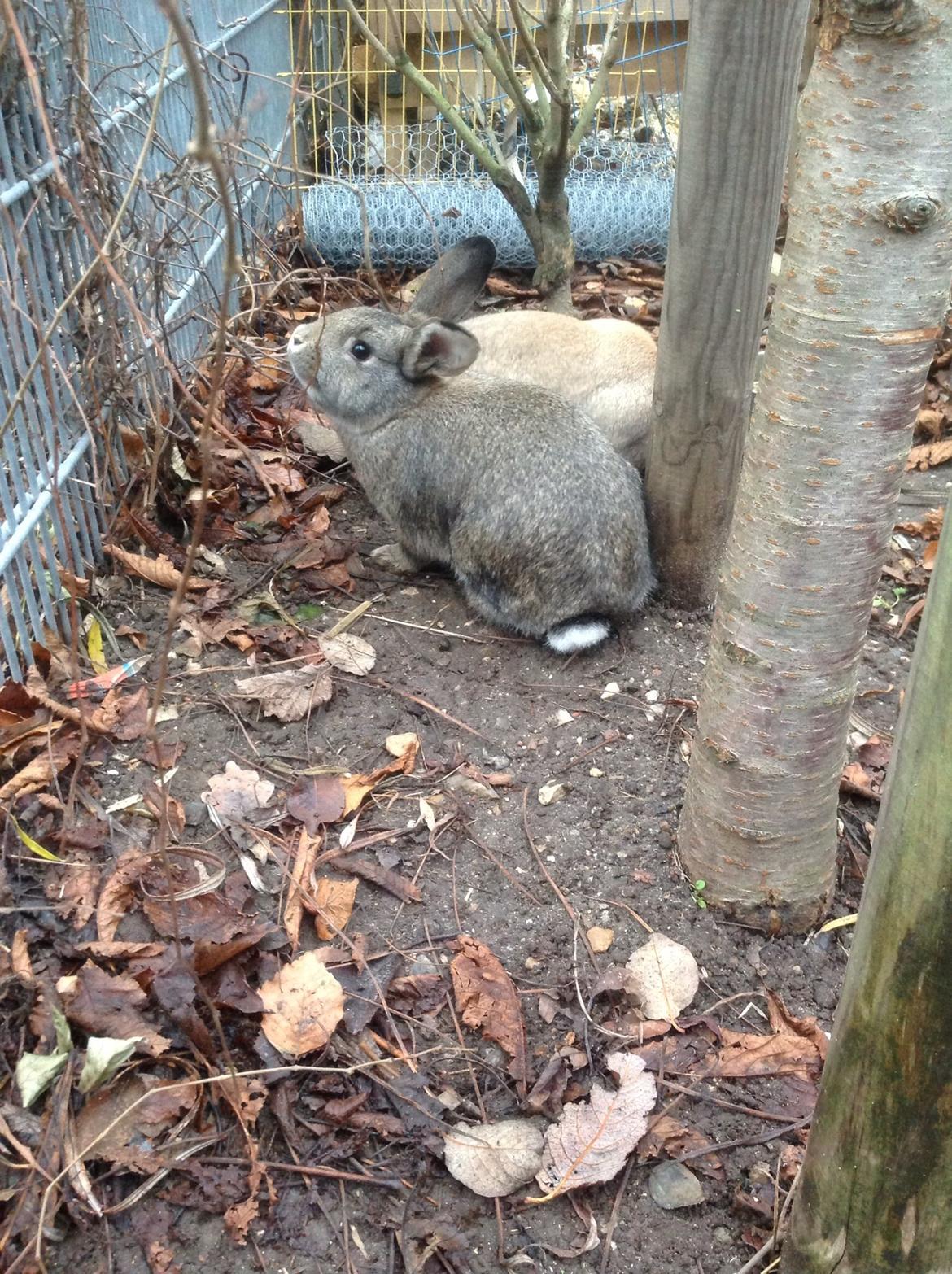 Kanin Tuttifrutti billede 27