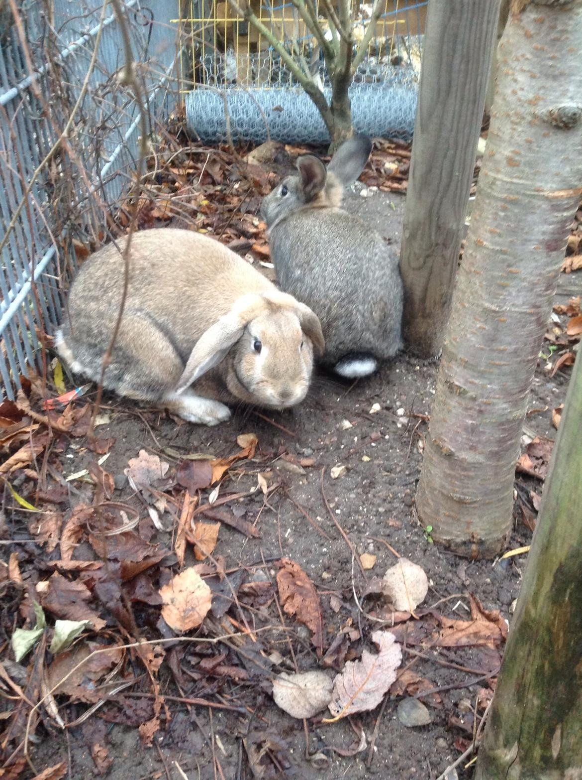 Kanin Tuttifrutti billede 28