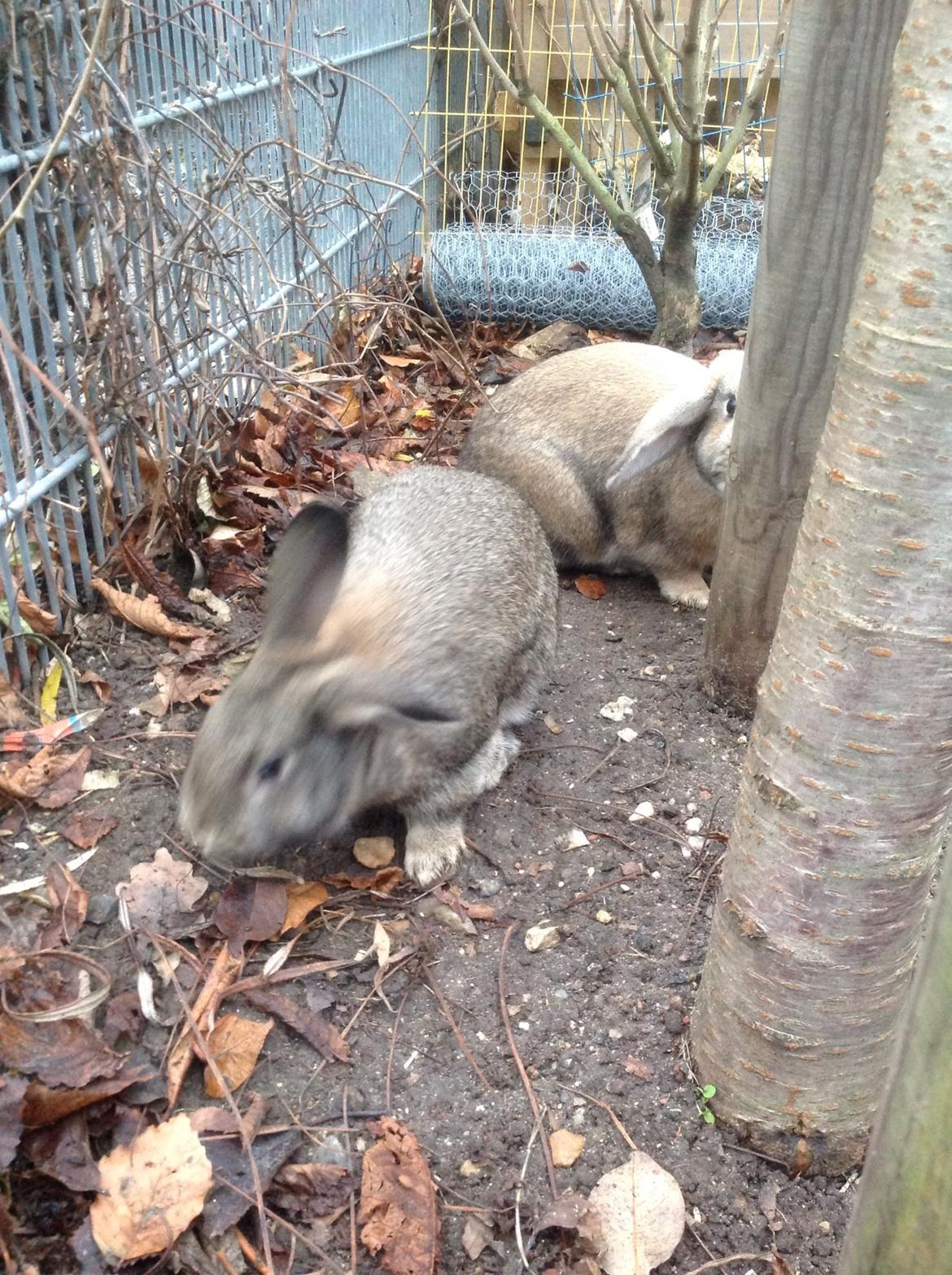 Kanin Tuttifrutti billede 30