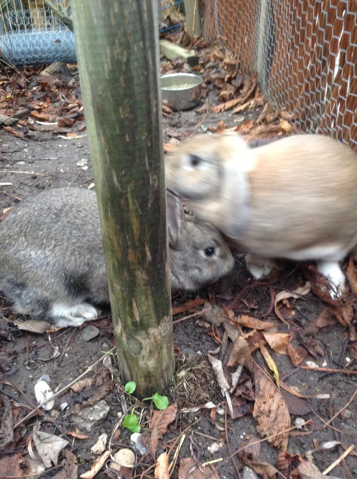 Kanin Tuttifrutti billede 31