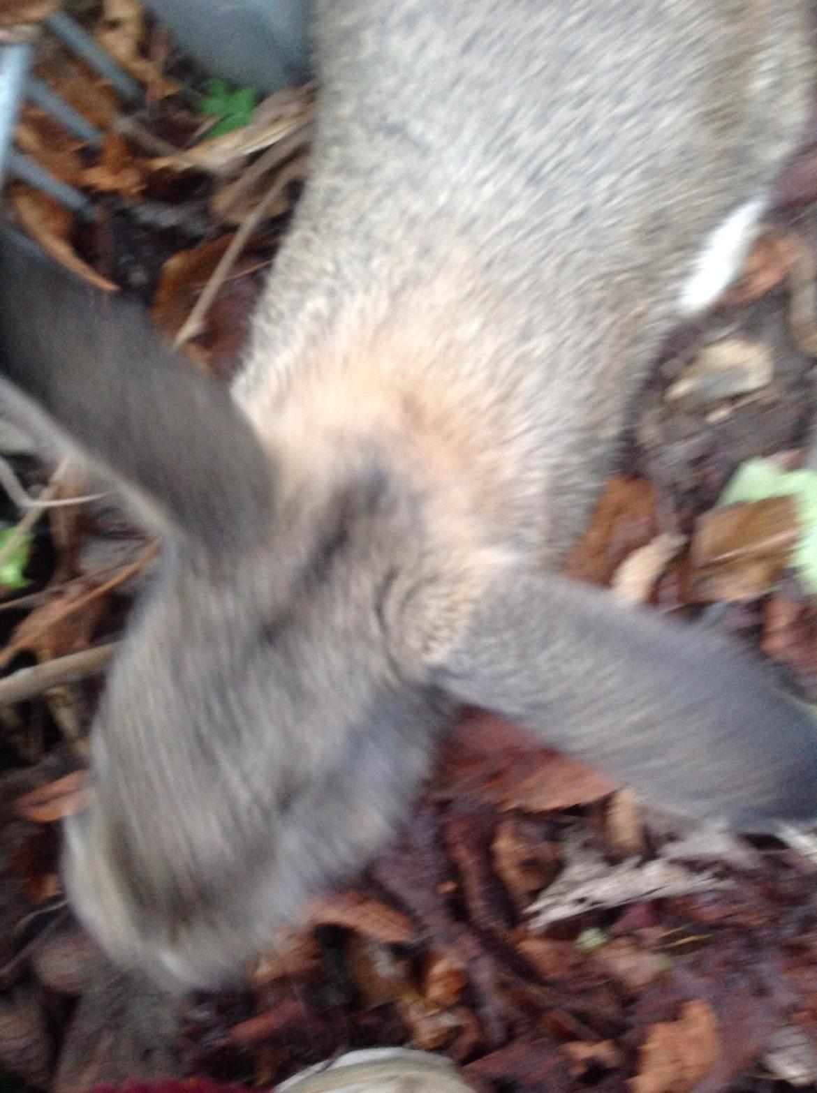 Kanin Tuttifrutti billede 32