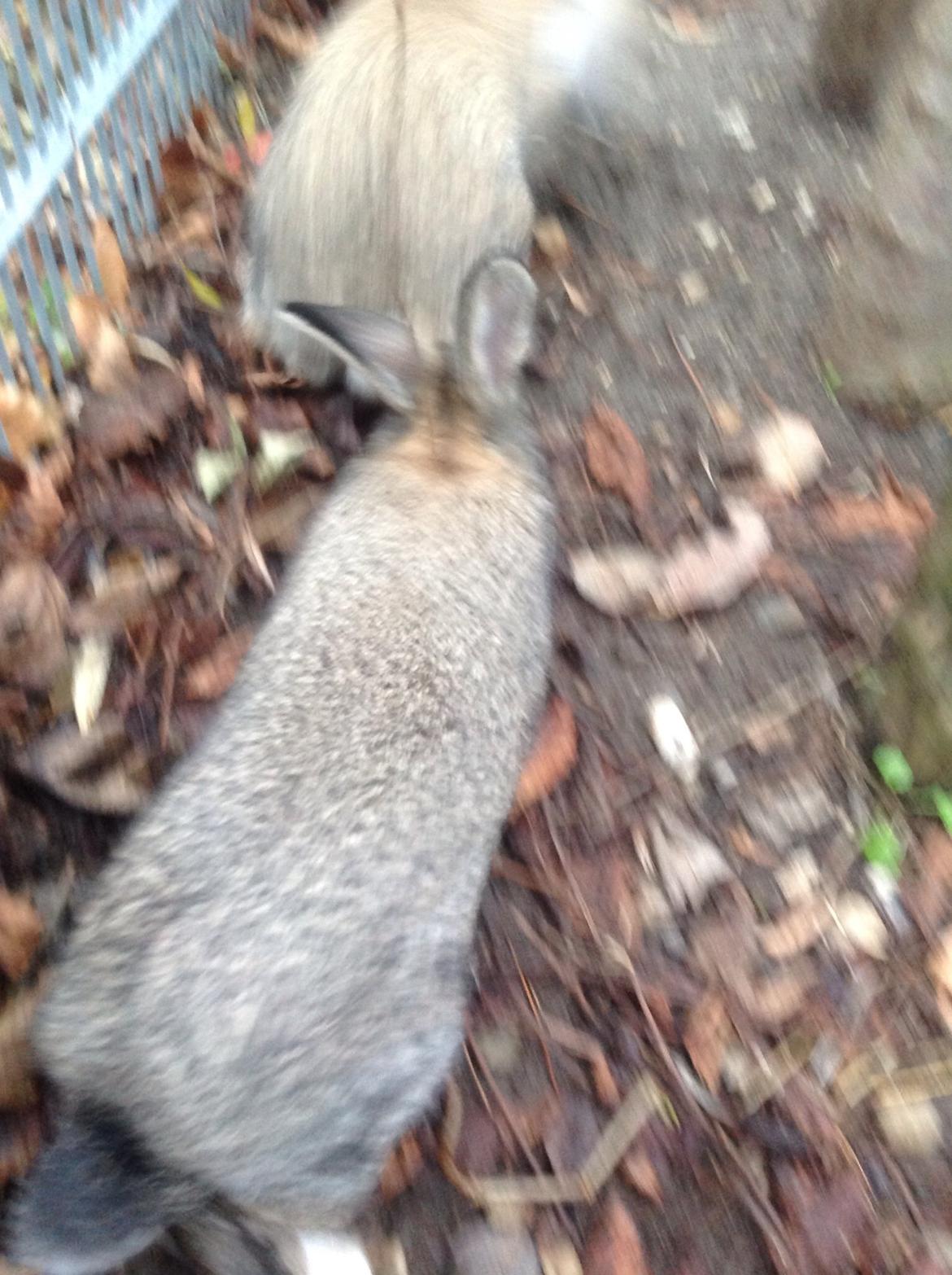 Kanin Tuttifrutti billede 33