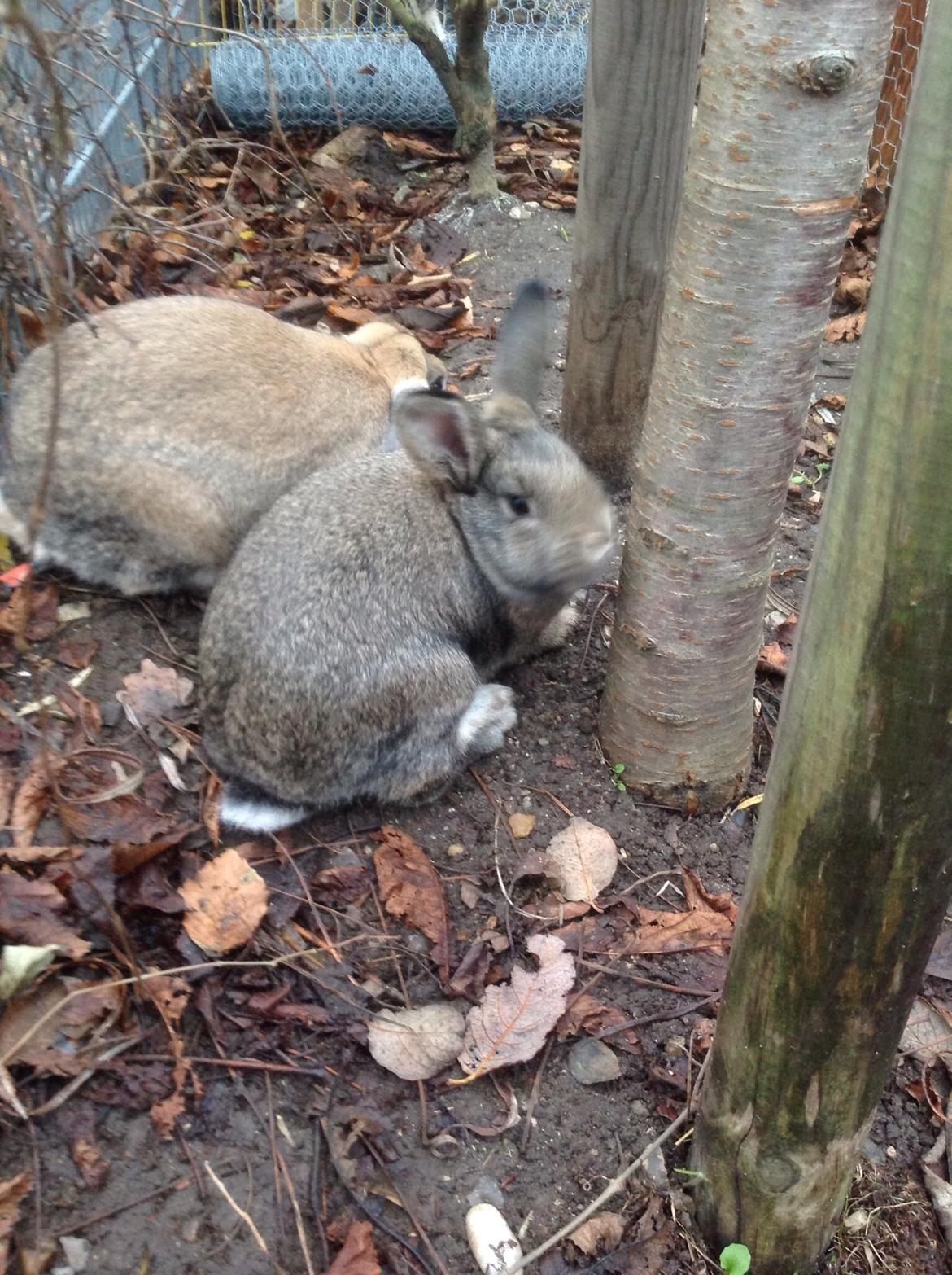 Kanin Tuttifrutti billede 34