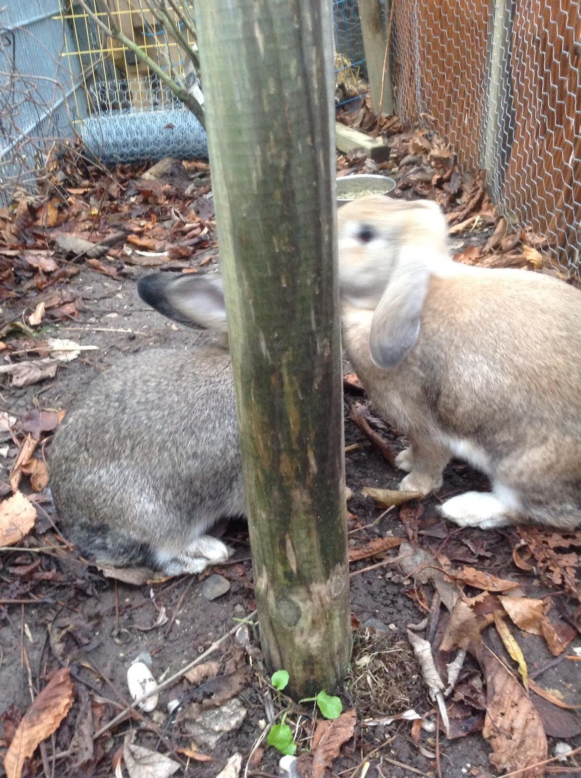 Kanin Tuttifrutti billede 35