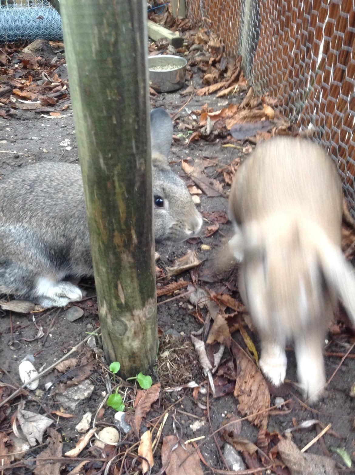 Kanin Tuttifrutti billede 36