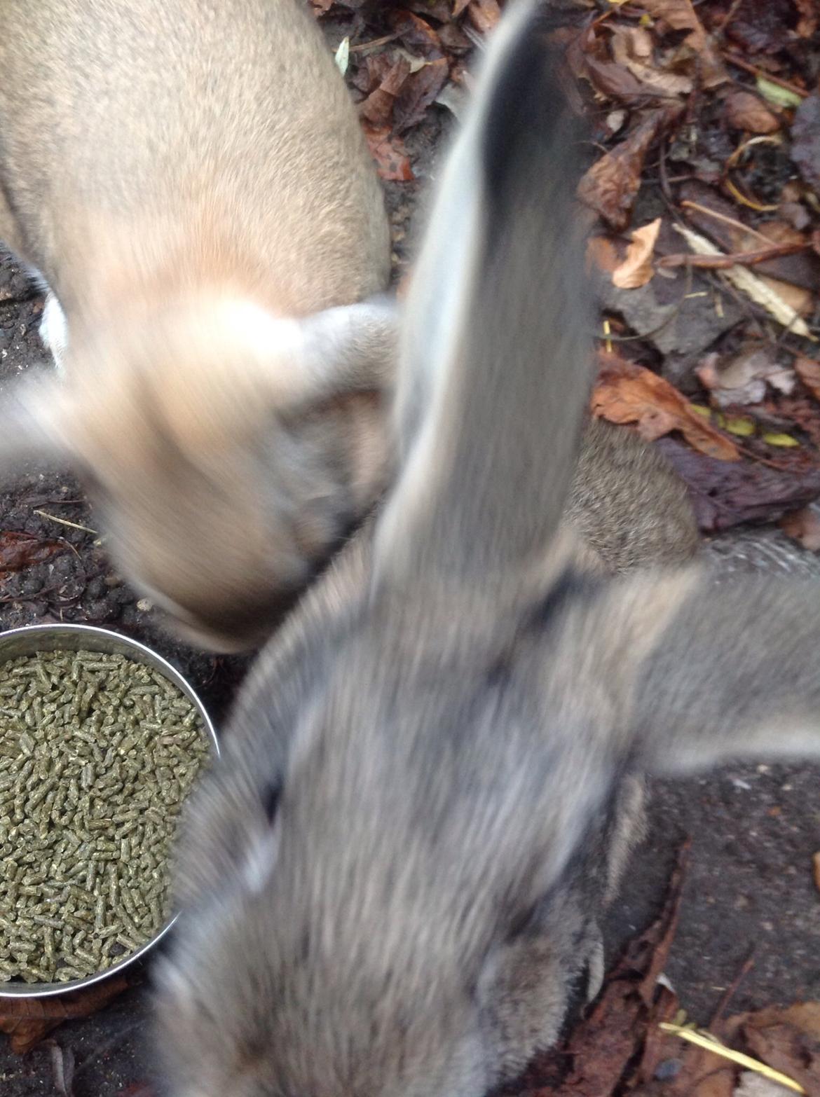 Kanin Tuttifrutti billede 37