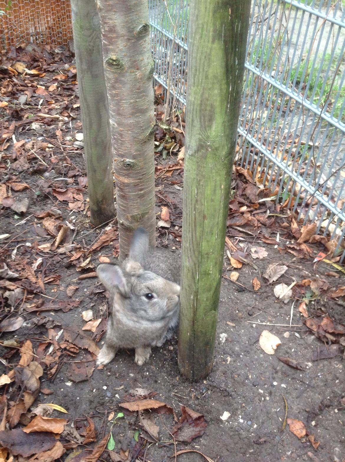 Kanin Tuttifrutti billede 38