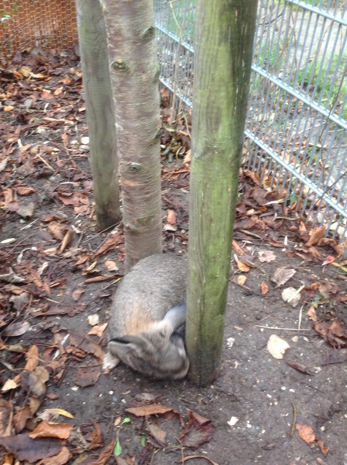 Kanin Tuttifrutti billede 39