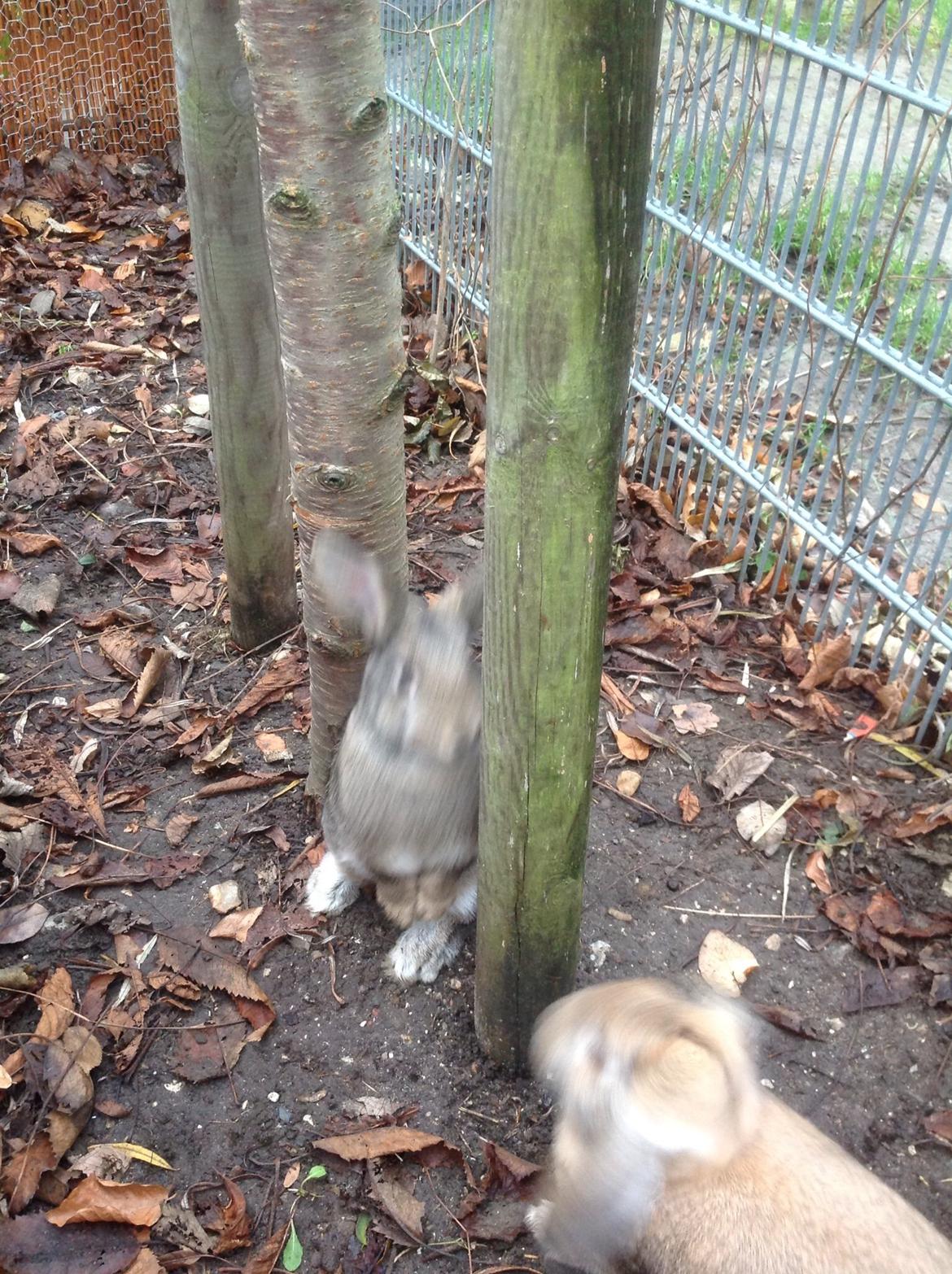 Kanin Tuttifrutti billede 40