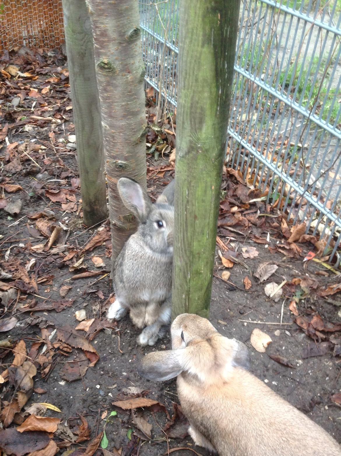 Kanin Tuttifrutti billede 42