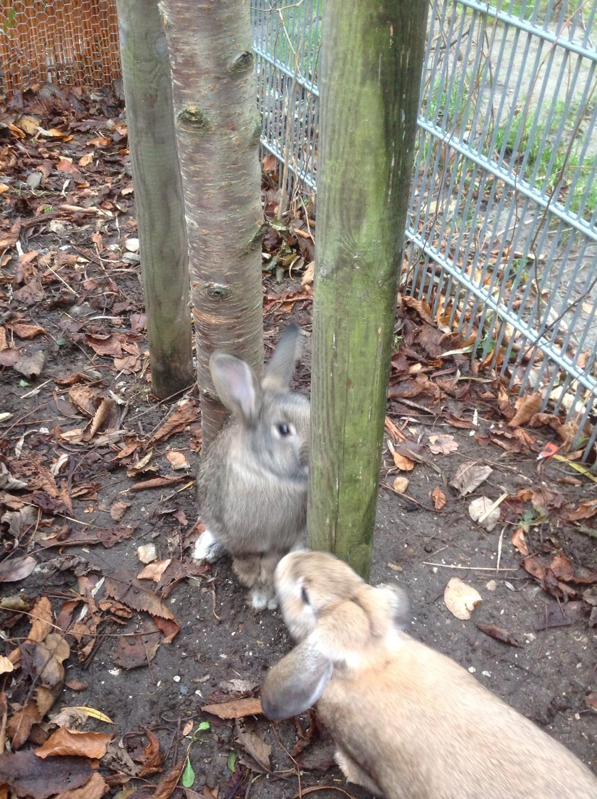 Kanin Tuttifrutti billede 41