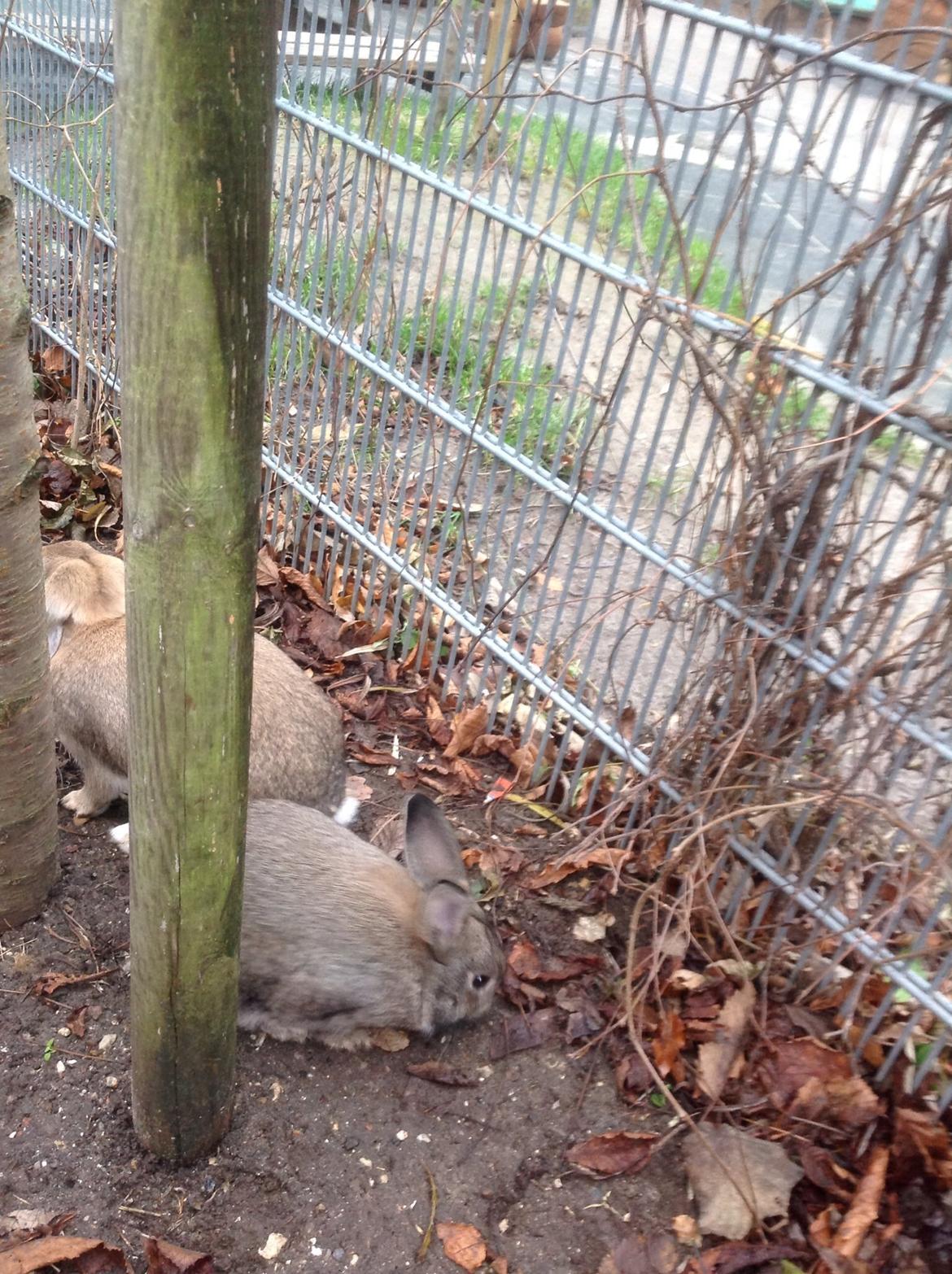 Kanin Tuttifrutti billede 43