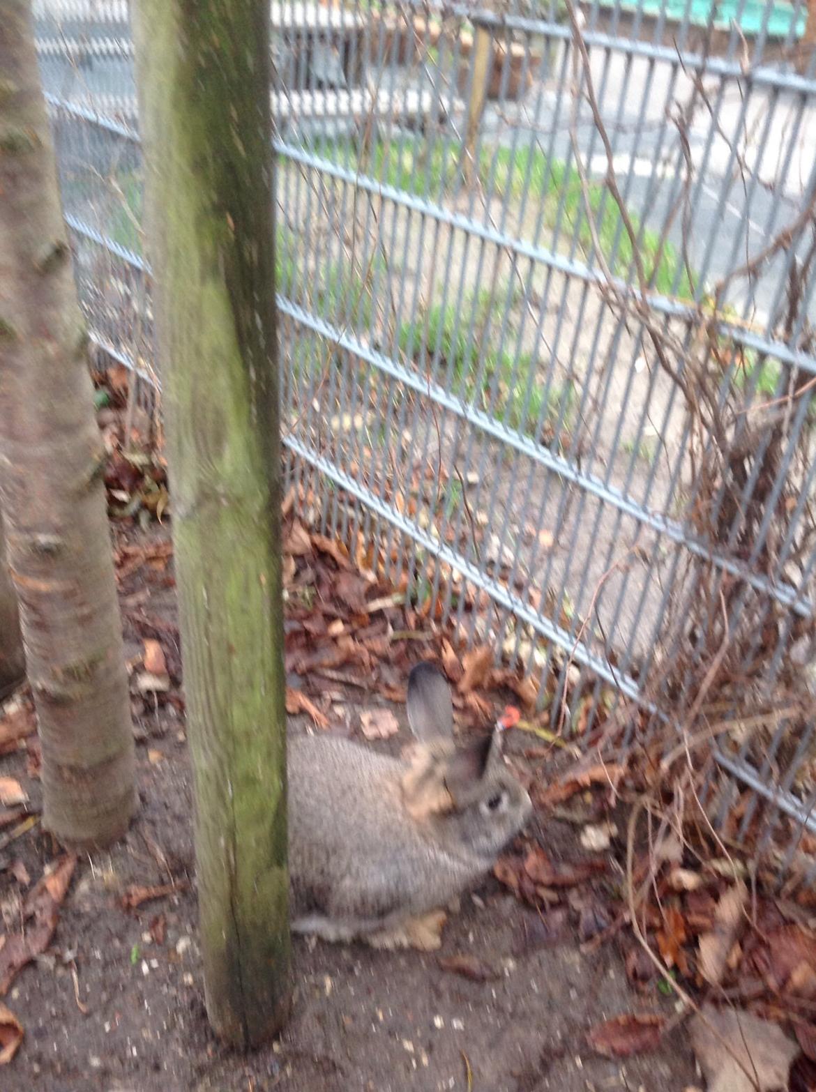 Kanin Tuttifrutti billede 44