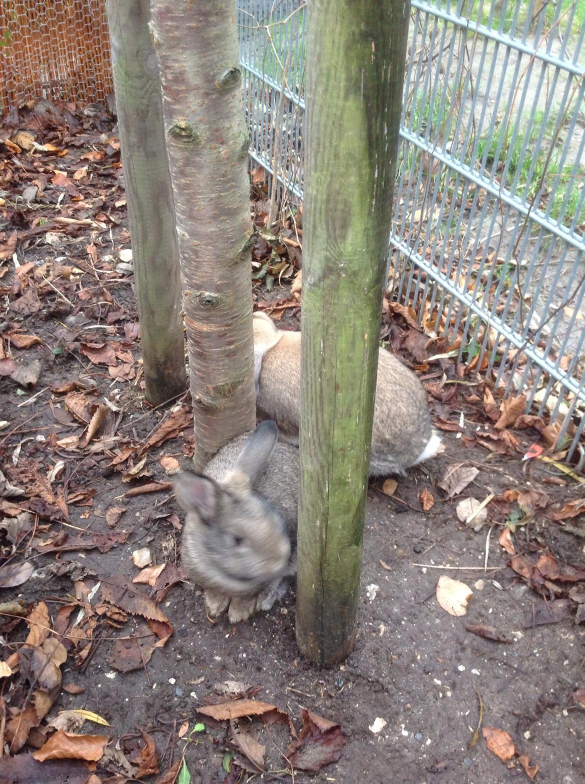 Kanin Tuttifrutti billede 45