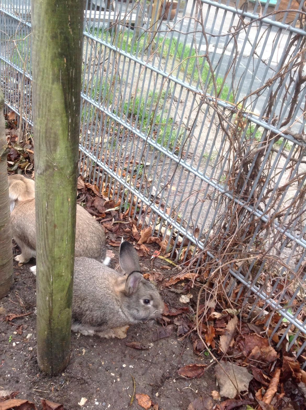 Kanin Tuttifrutti billede 46