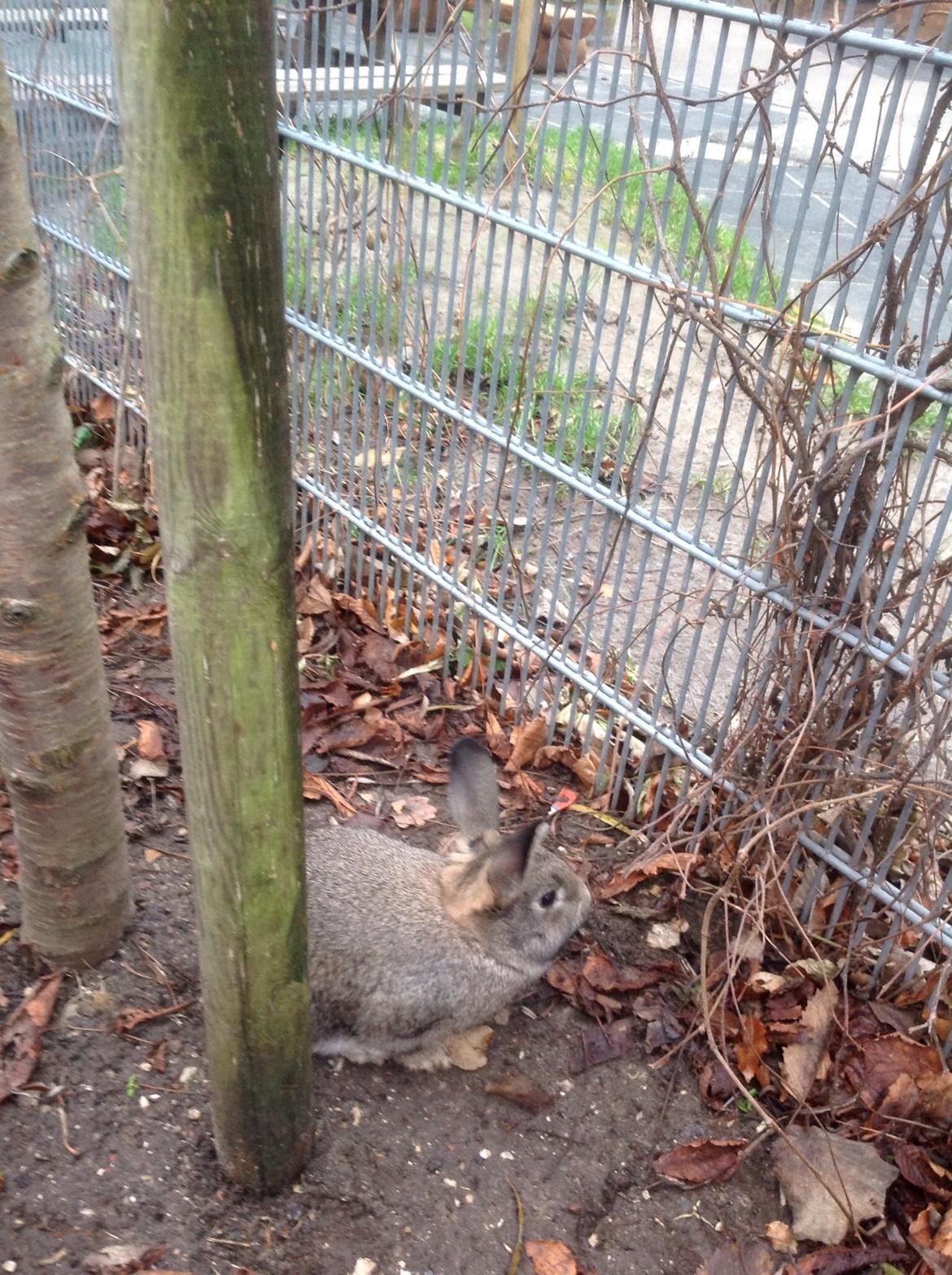 Kanin Tuttifrutti billede 47