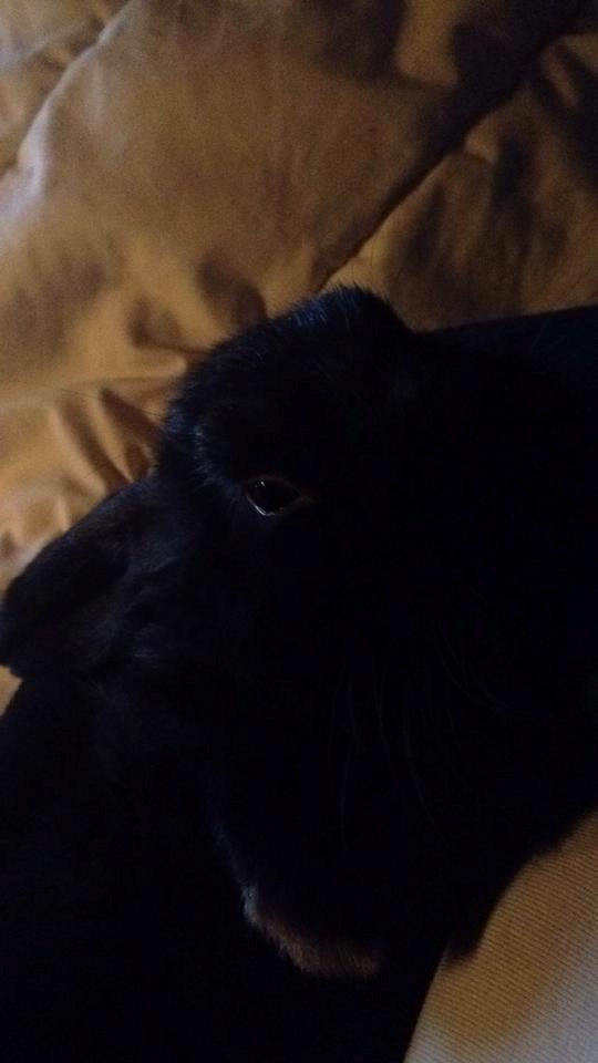 Kanin Black Princess billede 6