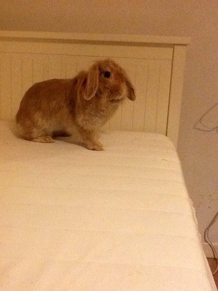 Kanin Shampoo billede 4