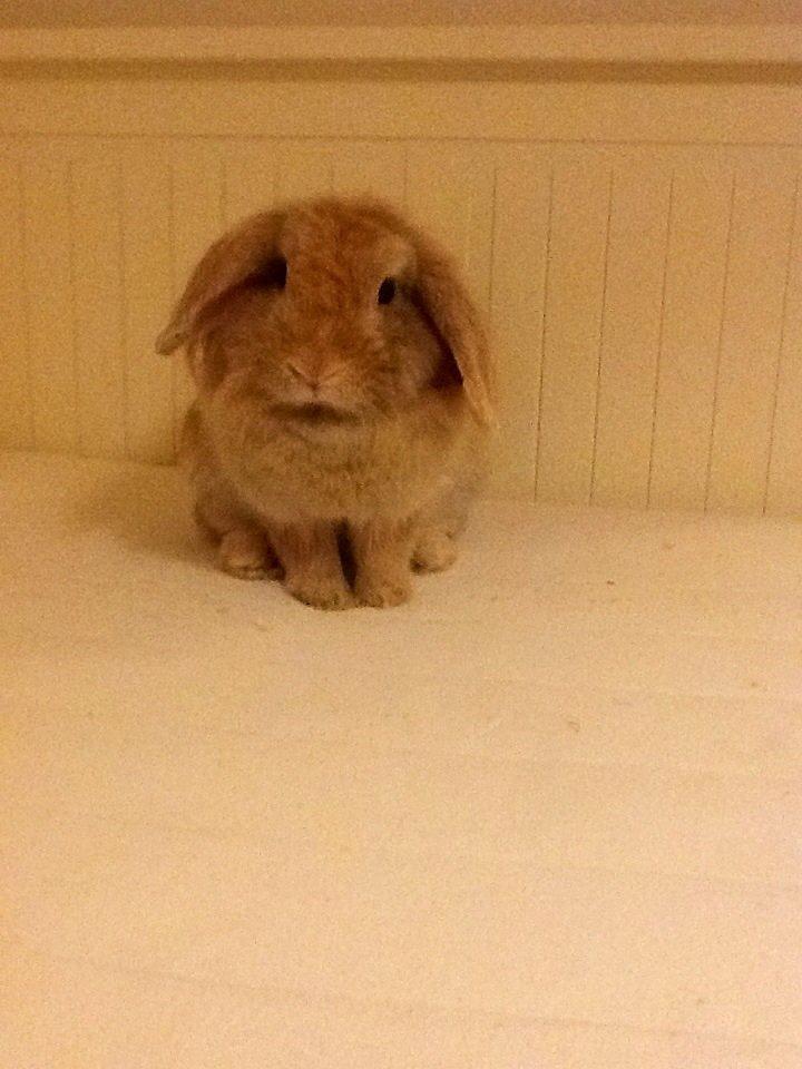 Kanin Shampoo billede 2