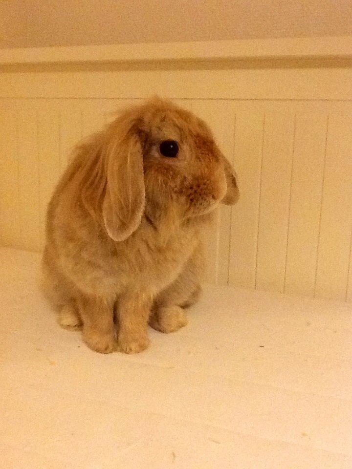 Kanin Shampoo billede 3