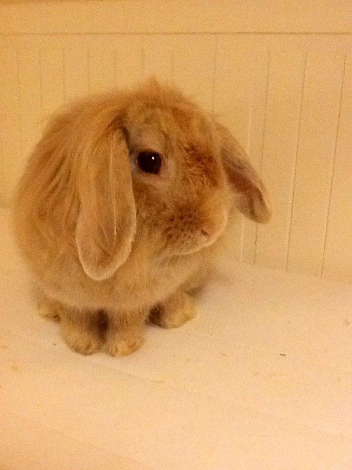 Kanin Shampoo billede 1