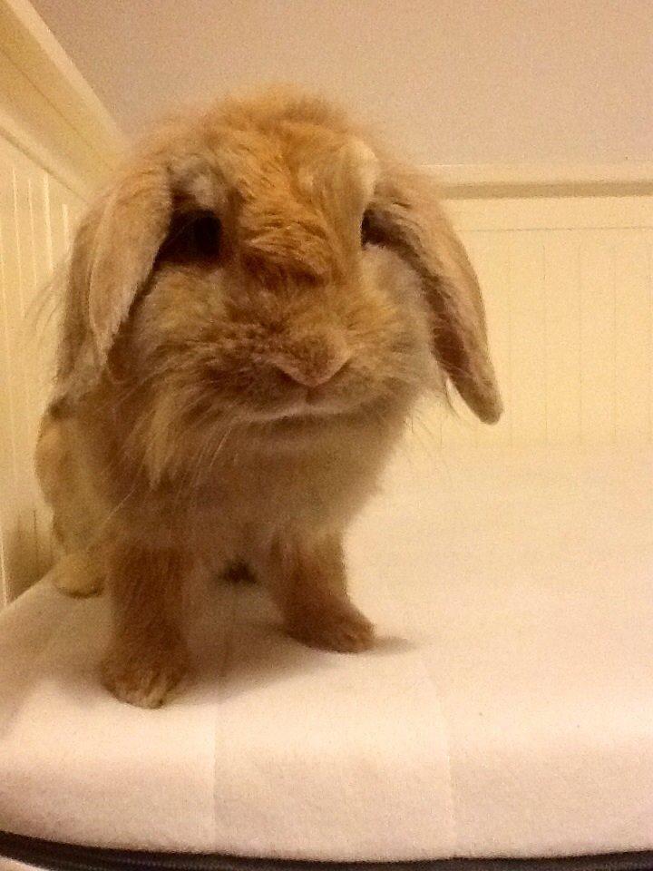 Kanin Shampoo billede 5