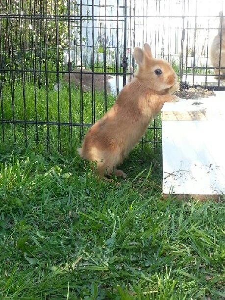 Kanin Luke billede 31