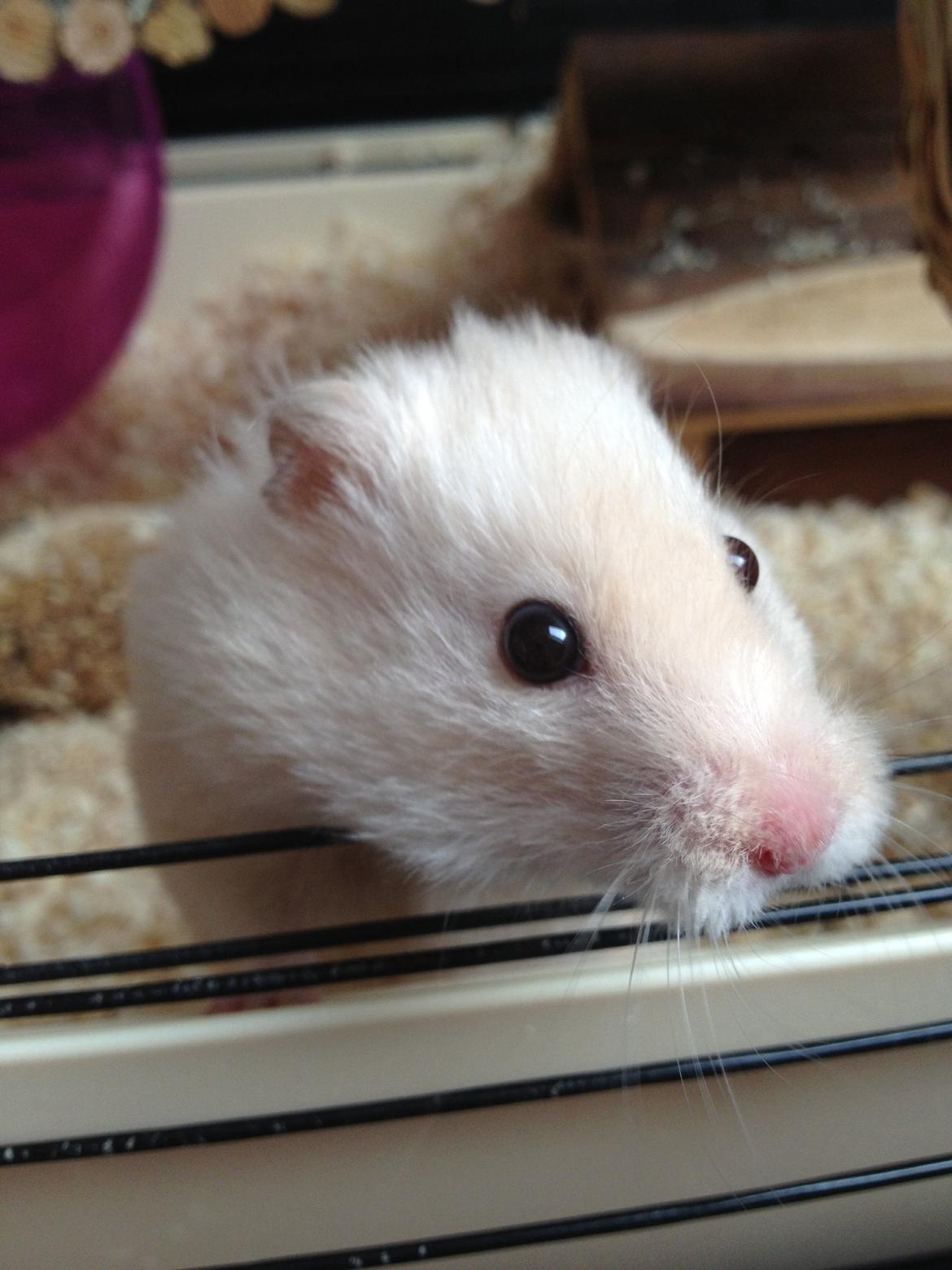 Hamster Bijou billede 1