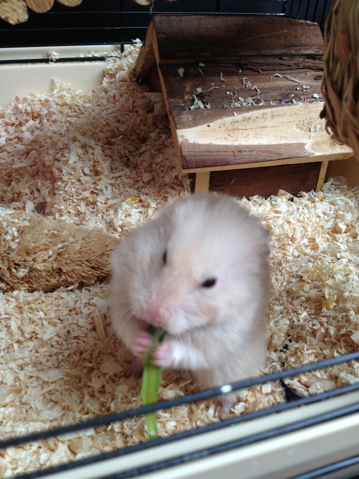 Hamster Bijou billede 3