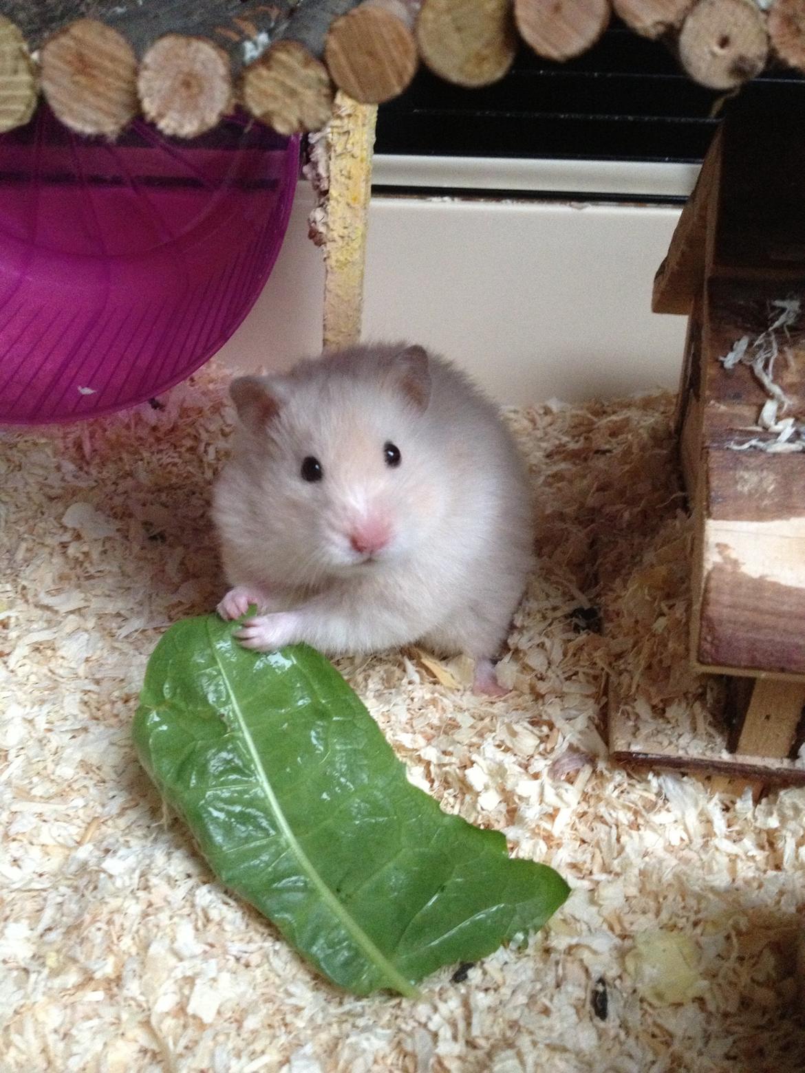 Hamster Bijou billede 4