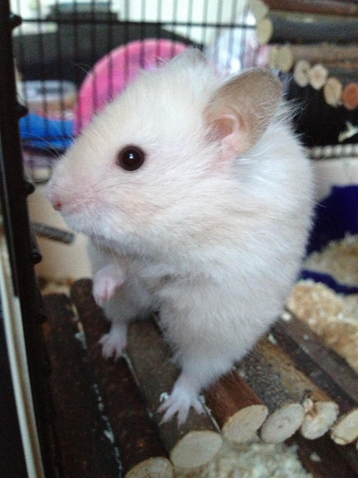 Hamster Bijou billede 6