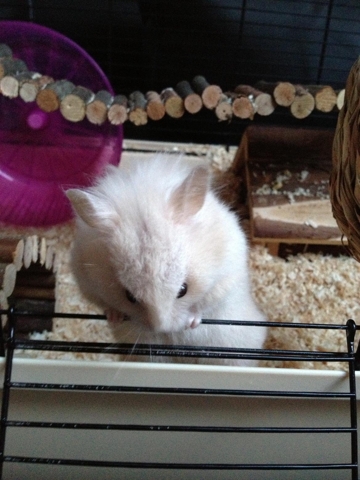 Hamster Bijou billede 7